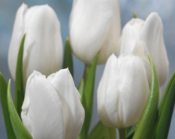 Tulipa andapos;White Dreamandapos; (triumph tulip bulbs)
