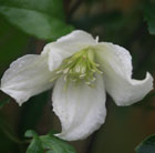 Clematis cirrhosa Jingle Bells