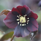 Helleborus × hybridus Harvington Shades of the Night