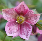 Helleborus × hybridus Harvington pink speckled