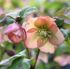 Helleborus × hybridus Harvington apricot