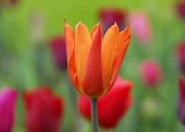 Tulipa andapos;Ballerinaandapos; (lily flowered tulip bulbs)