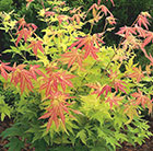 Acer palmatum Orange Dream