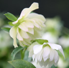 Helleborus × hybridus Harvington double white
