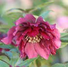 Helleborus × hybridus Harvington double red
