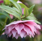 Helleborus × hybridus Harvington double pink