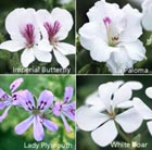 White pelargonium collection - containing 5 plants