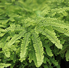 Adiantum pedatum