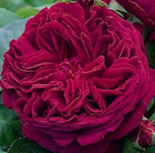Rosa Falstaff ('Ausverse') (PBR)