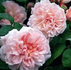 Rosa Eglantyne ('Ausmak') (PBR)