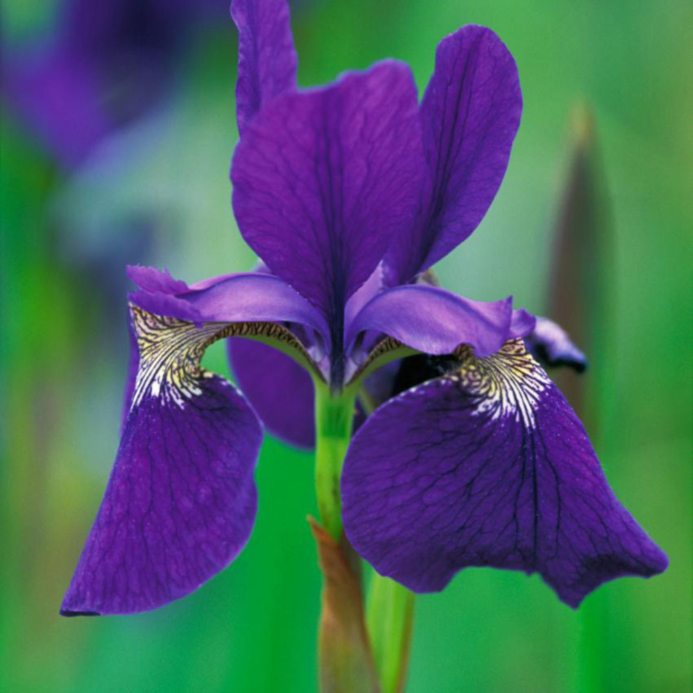 Buy Siberian iris Iris 'Caesar's Brother' Delivery by Crocus
