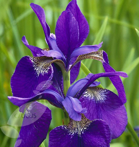 Buy Siberian iris Iris 'Caesar's Brother' Delivery by Crocus