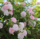 Rosa Paul's Himalayan Musk