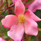Rosa × odorata Mutabilis