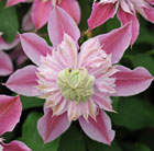 Clematis Josephine ('Evijohill') (PBR)