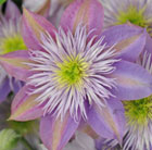 Clematis Crystal Fountain ('Evipo038') (PBR)