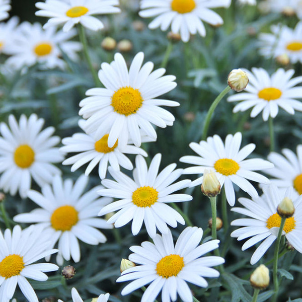 Buy white marguerite Argyranthemum frutescens