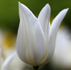Tulipa White Triumphator
