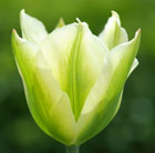 Tulipa Spring Green