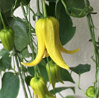 Clematis repens