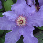 Clematis Happy Anniversary