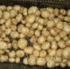 potato Duke of York