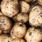 potato Rocket (PBR)
