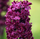 Hyacinthus orientalis Woodstock