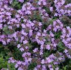 Thymus pseudolanuginosus