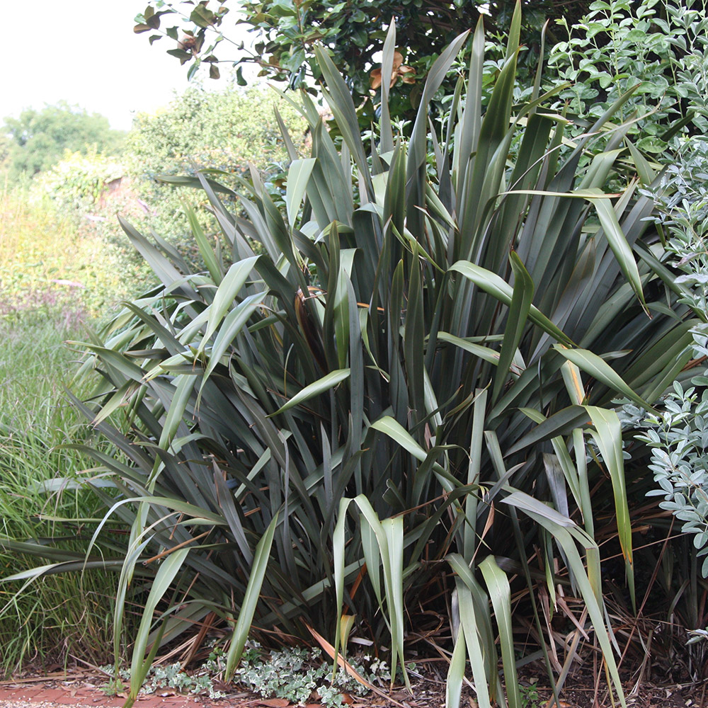 Buy New Zealand flax Phormium tenax Delivery by Waitrose Garden in