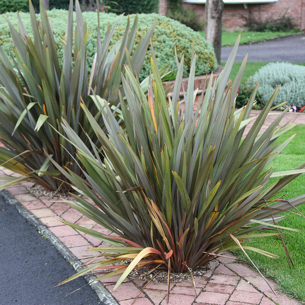 Buy New Zealand flax Phormium tenax Delivery by Crocus