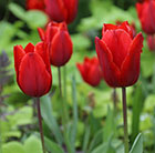 Tulipa Couleur Cardinal