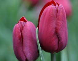 Tulipa andapos;Jan Reusandapos; (triumph tulip bulbs)
