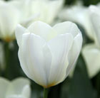 Tulipa Purissima