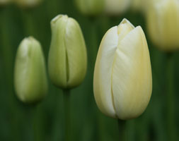 Tulipa andapos;Maureenandapos; (single late tulip bulbs)