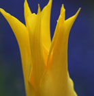 Tulipa West Point