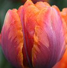 Tulipa Orange Princess