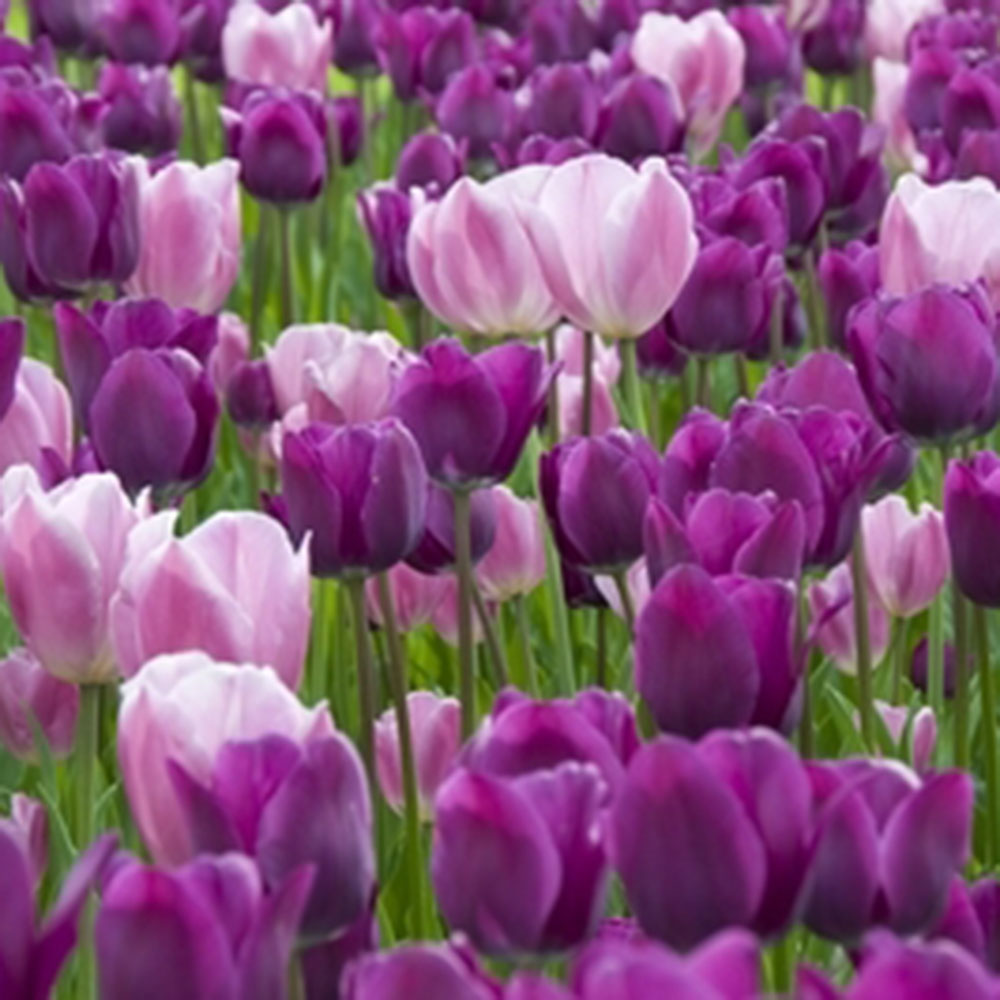 Buy triumph tulip bulbs Tulipa 'Negrita' Delivery by Crocus