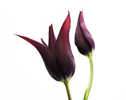 Tulipa andapos;Burgundyandapos; (lily flowered tulip bulbs)