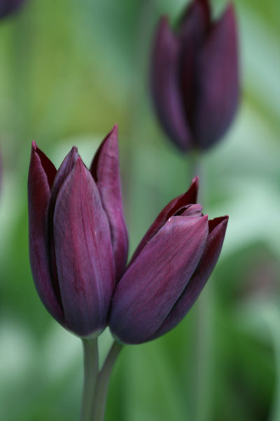 Buy triumph tulip bulbs Tulipa 'Havran': Delivery by Crocus