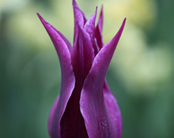 Tulipa andapos;Maytimeandapos; (lily flowered tulip bulbs)