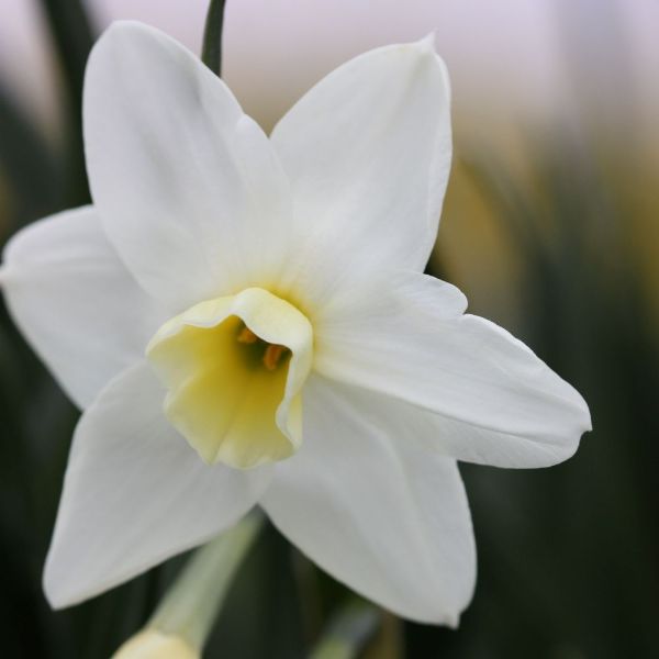  jonquilla daffodil bulbs Narcissus 39;Silver Chimes39;: Delivery by C