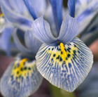 Iris Katharine Hodgkin (Reticulata)