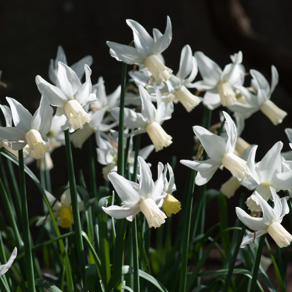 Buy cyclamineus daffodil bulbs Narcissus 39;Jenny39;: Delivery by Waitros Buy cyclamineus daffodil bulbs Narcissus 39;Jenny39;: Delivery by Waitros