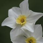 Narcissus Lieke