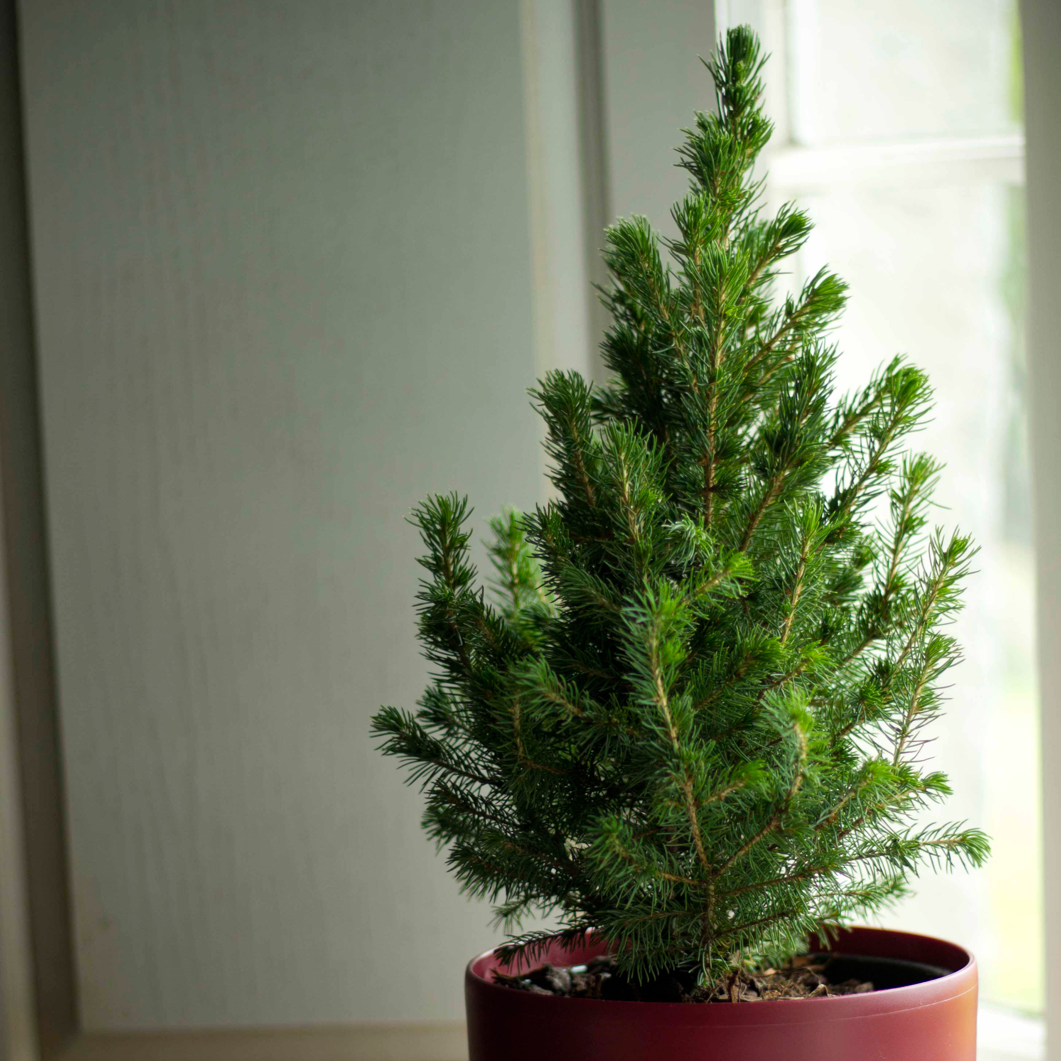Buy Tabletop living green Christmas tree and red pot Tabletop Christmas tree 'and red pot'