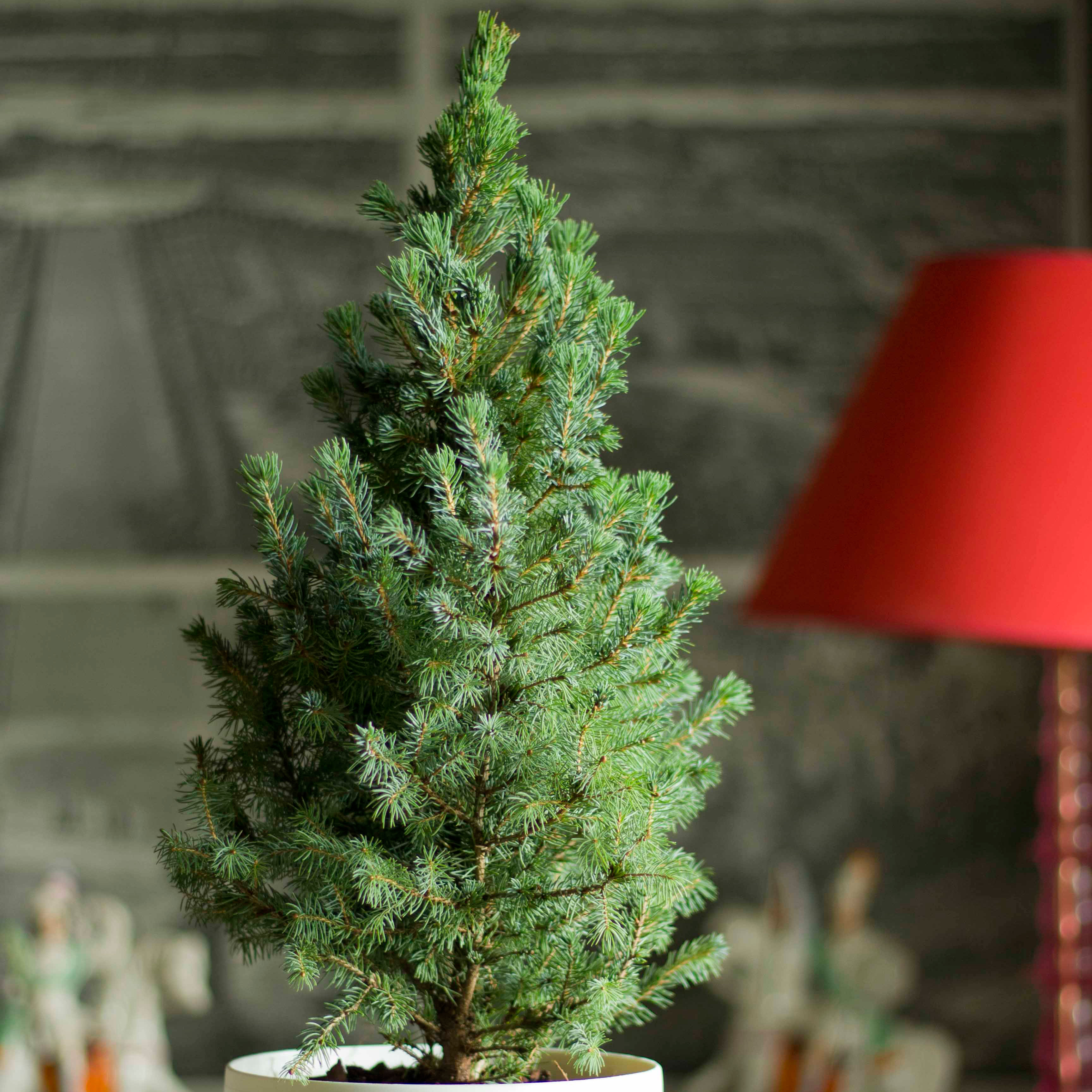 buy tabletop living green christmas tree and white pot buy tabletop living green christmas tree and white pot