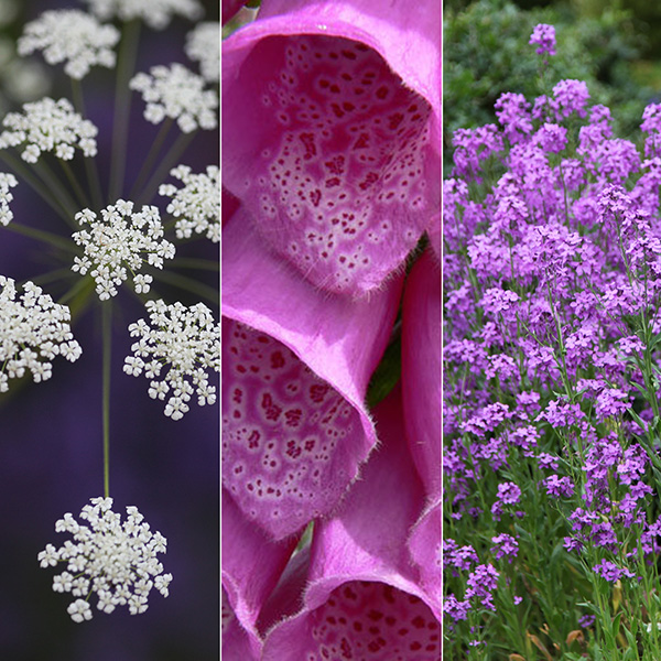 Buy Attracting wildlife seed combination Attracting wildlife 'seed