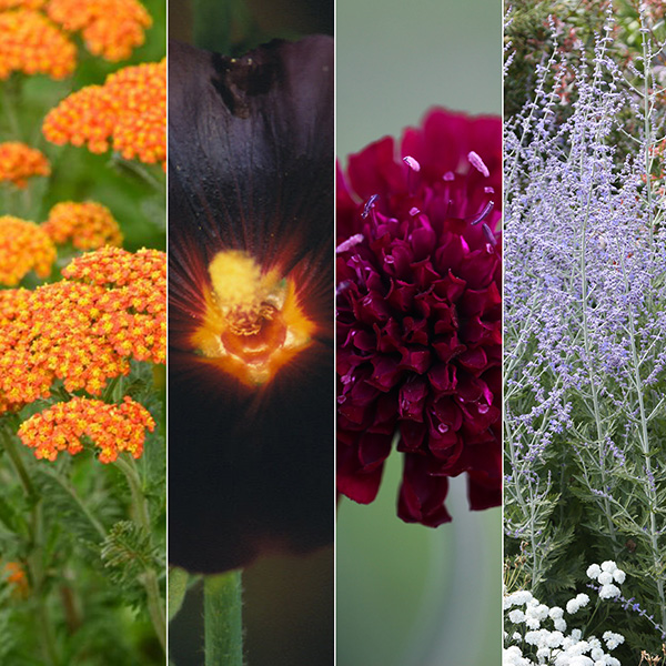 Buy Dry sun plant combination Dry sun 'plant combination' Delivery by