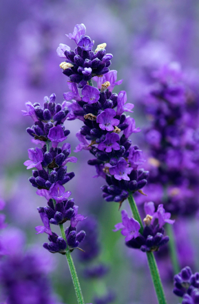buy lavender lavandula angustifolia imperial gem buy lavender lavandula angustifolia imperial gem